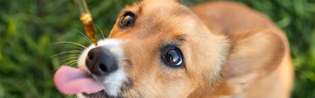 Quels sont les effets du CBD sur les chiens ?