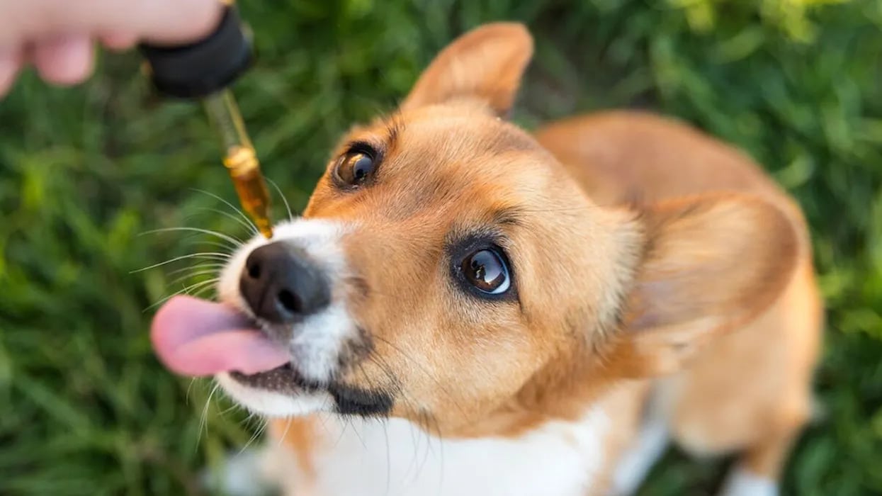 Quels sont les effets du CBD sur les chiens ?