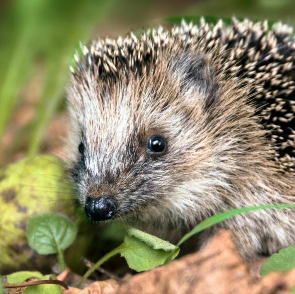 Comment garder un hérisson dans son jardin ? – Chien de France