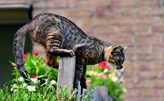 Comment faire fuir les chats des voisins sans les blesser ?
