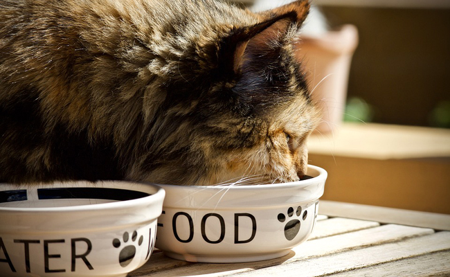 Comment nourrir sainement son chat ?