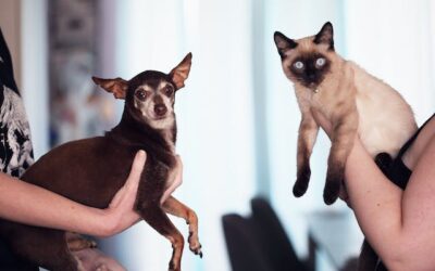 Comment introduire un nouveau chat dans un foyer avec d&rsquo;autres animaux